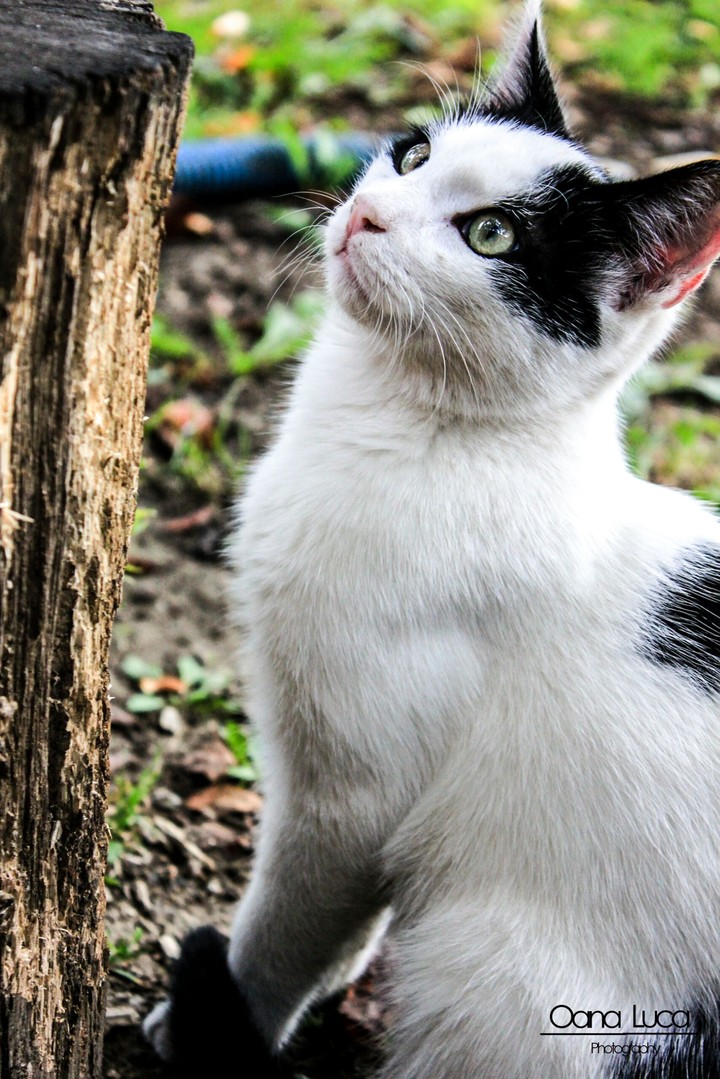 kittycat