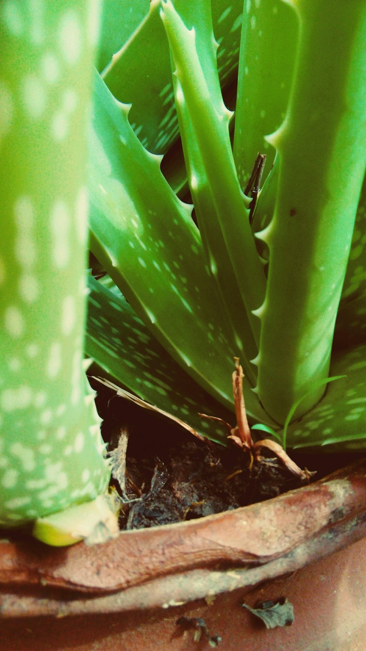 aloe vera