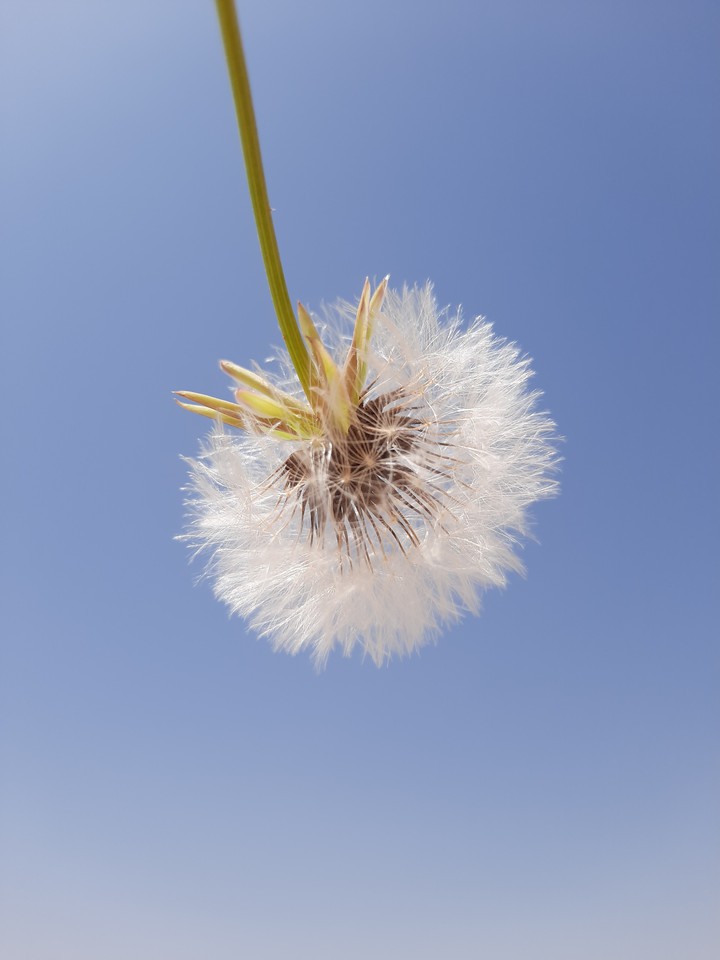 Dandelion