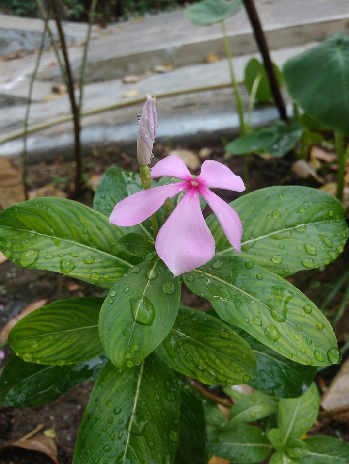 pink flower