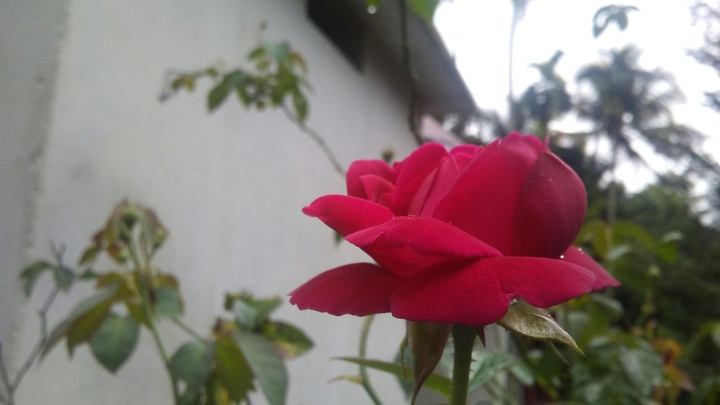 rose flower