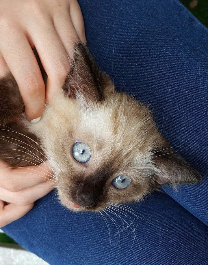 Kitten