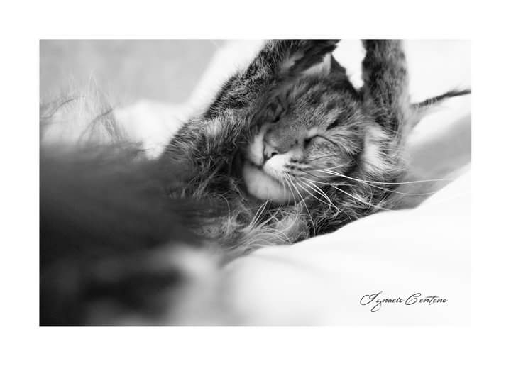 despertares