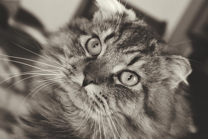 котик
