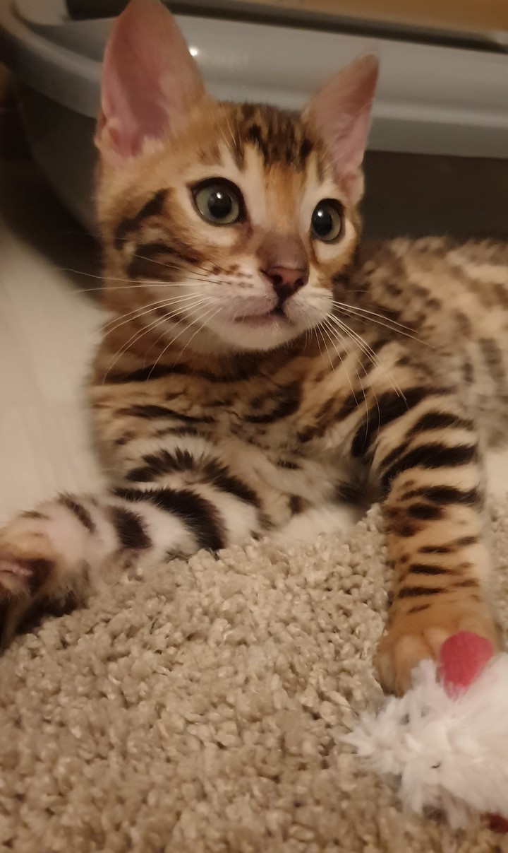 Giorgio Bengali cat