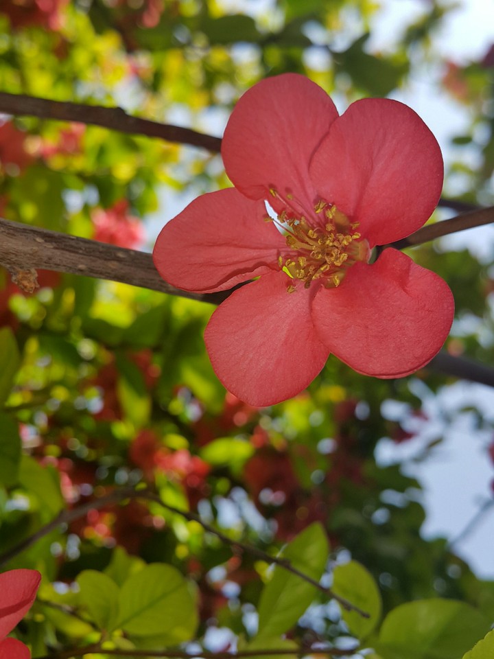 blossom