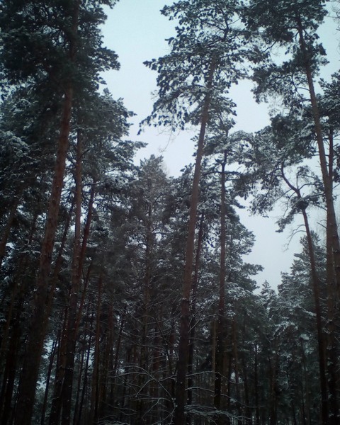 зима лес снег