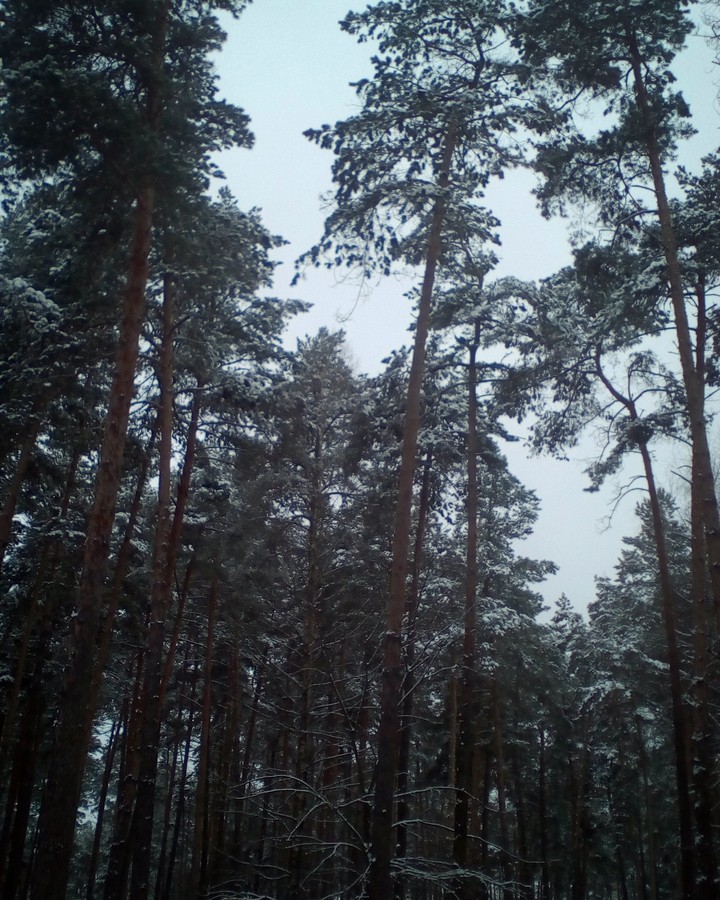 зима лес снег