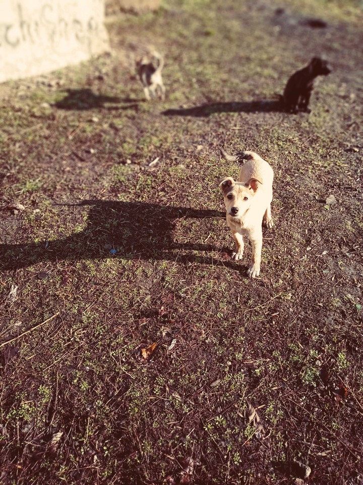 dog's and puppy?