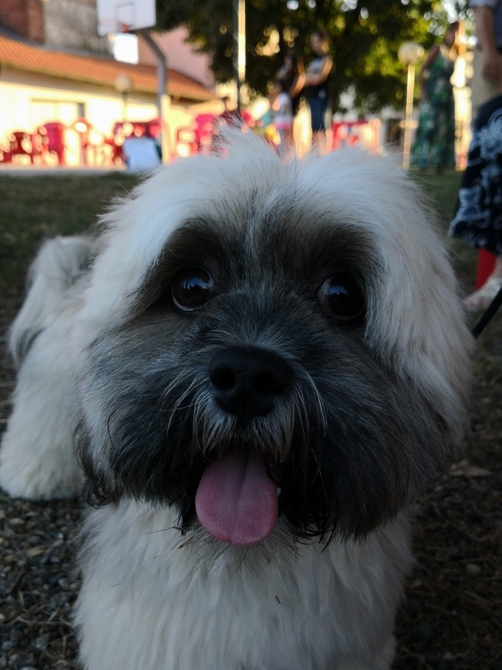Bao