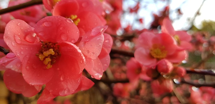 Flowers in my garden