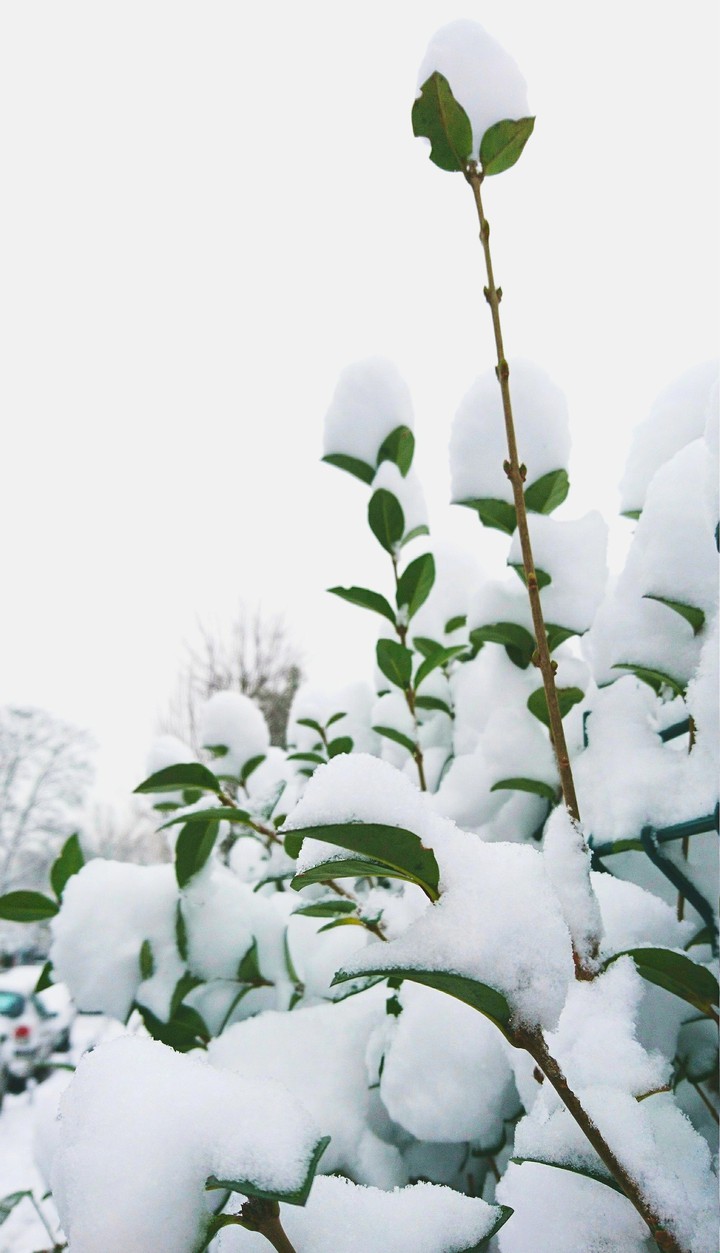 snow