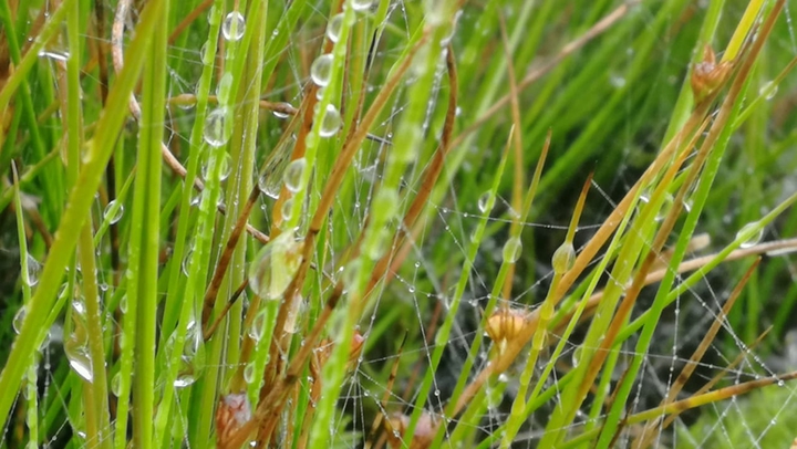 natura