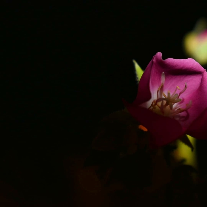 Finding peace in floral blooms.