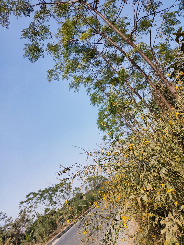 sky and tree