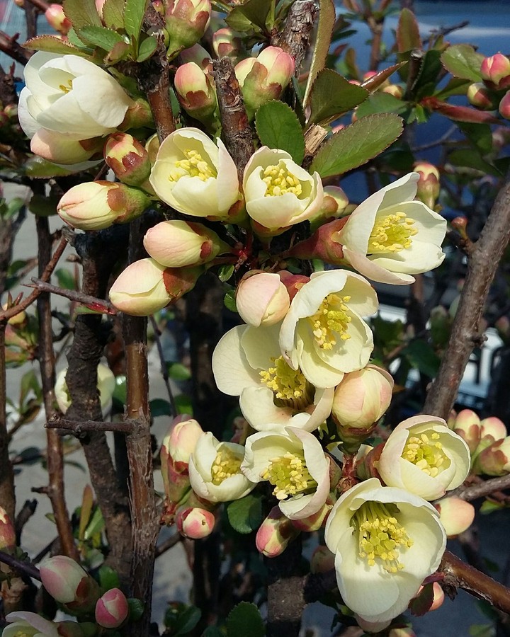 Blooming tree