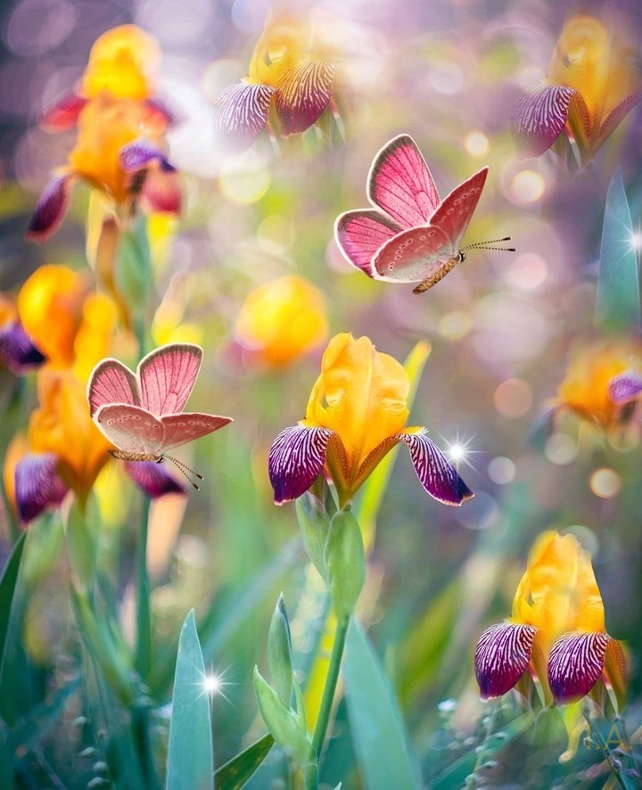 in the meadow...
