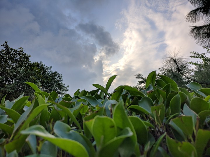 nature