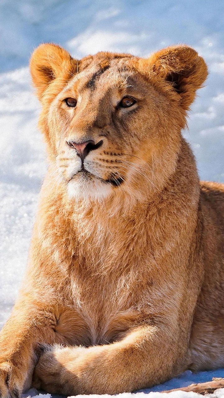 lion