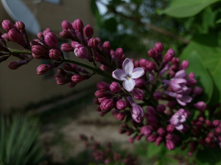 Flower