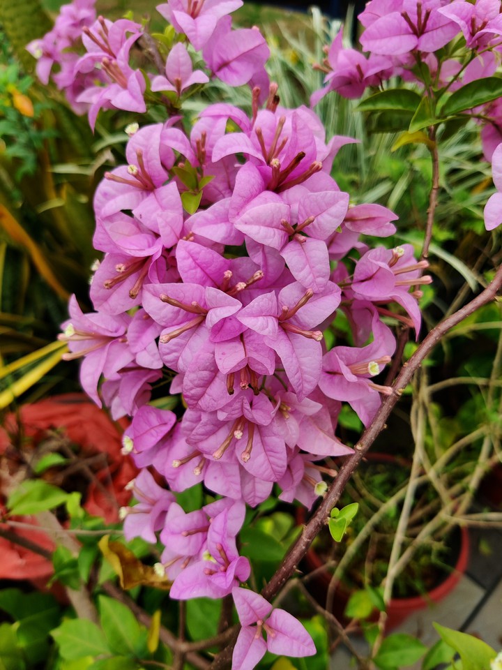 BOUGAINVILLEA