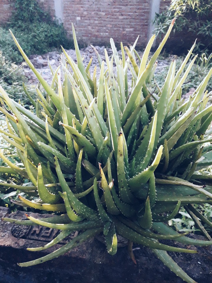 Alovera