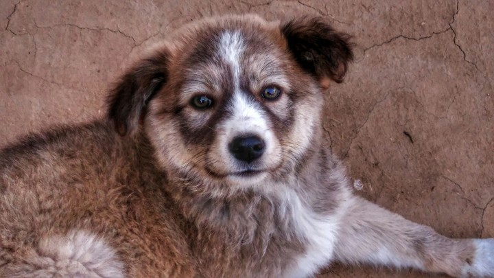 dog