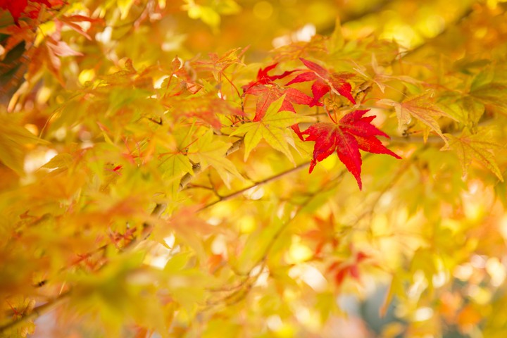 Autumn Arrival