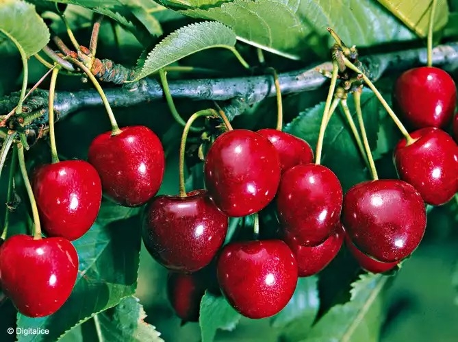 fruits " cerises " couleurs