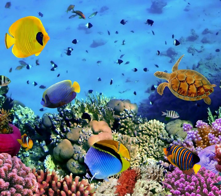 Peixes