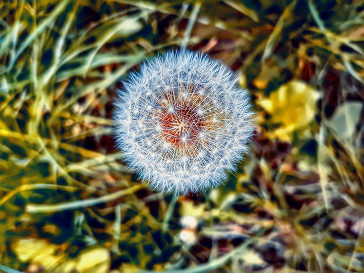 Pusteblume