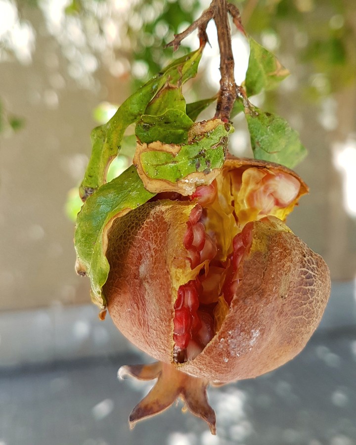 pomegranate