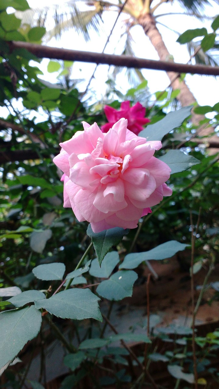 pink roses