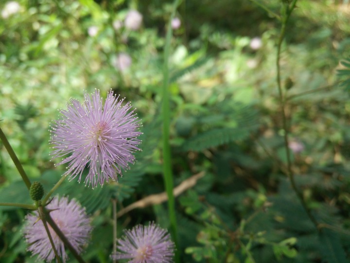 Nature Beauty