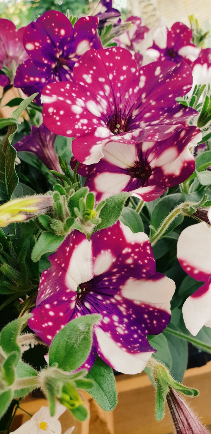 Petunia Night Sky