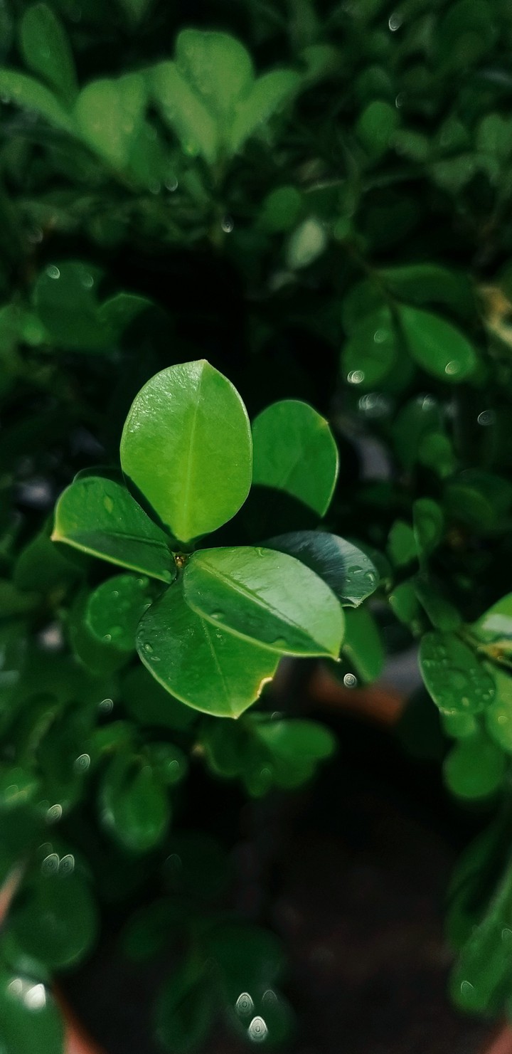 Greeny