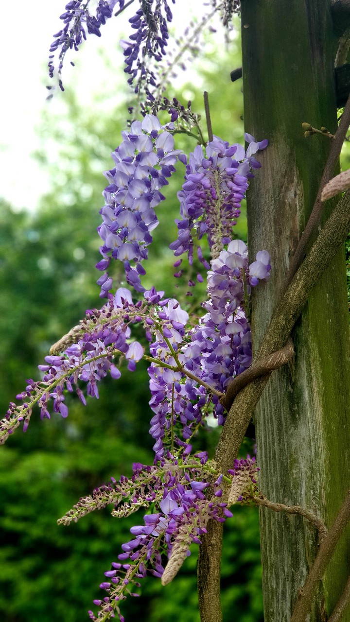 Spring flowers