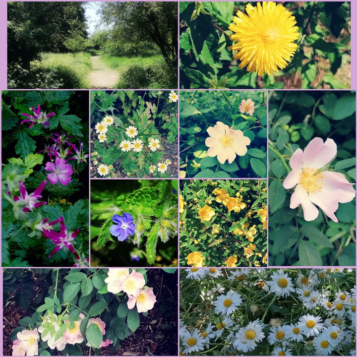 wild flowers