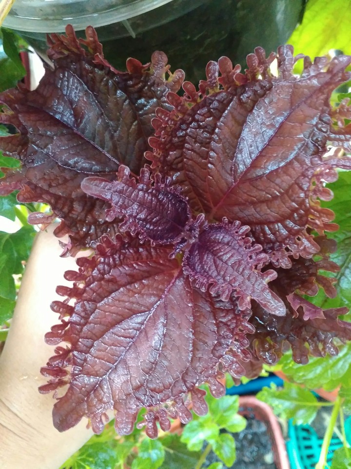 coleus