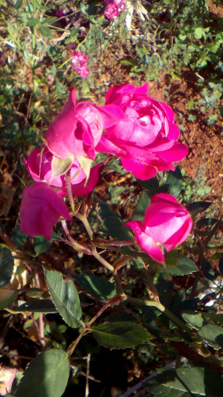 rosa