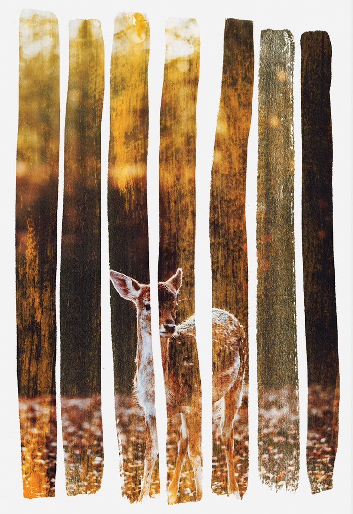 Fawn