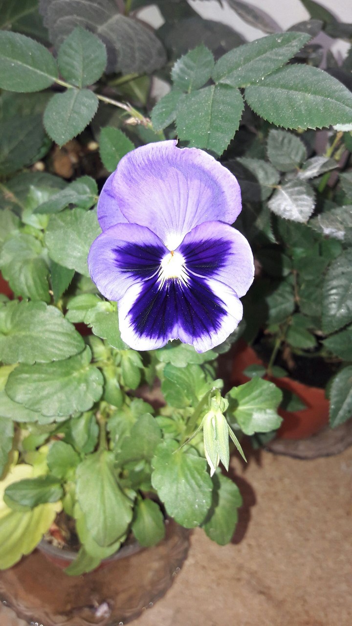 violet