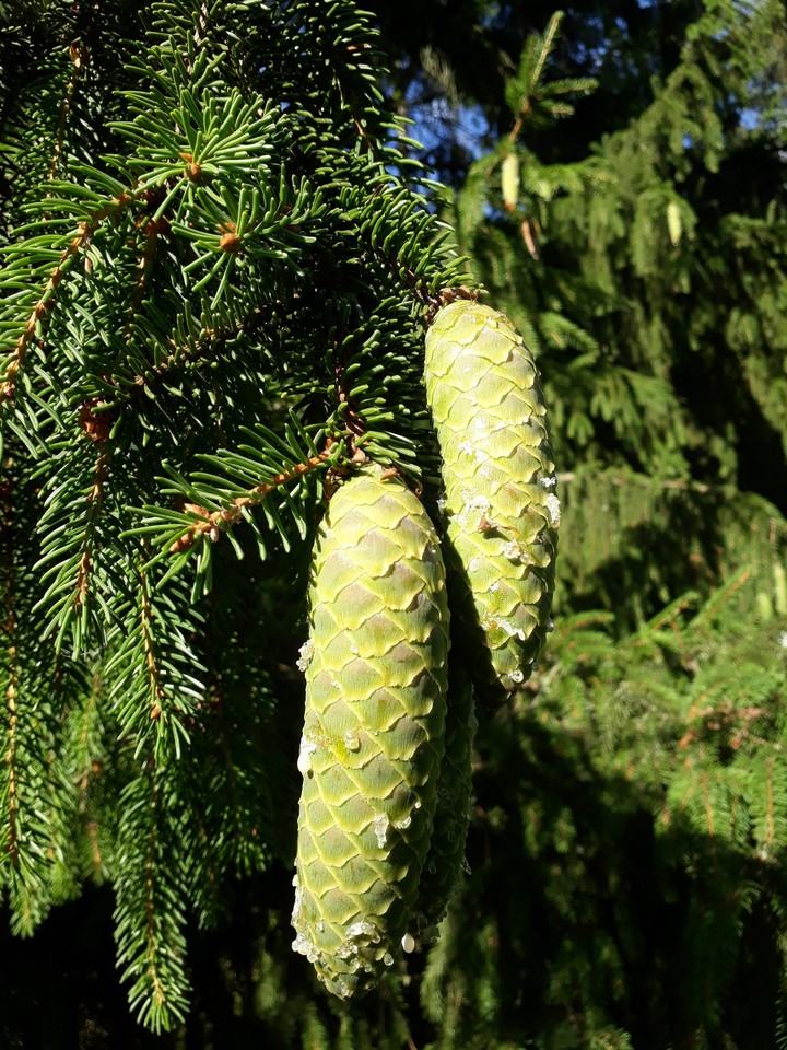 Picea