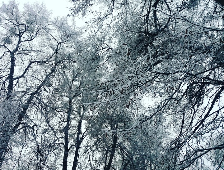 snow on trees