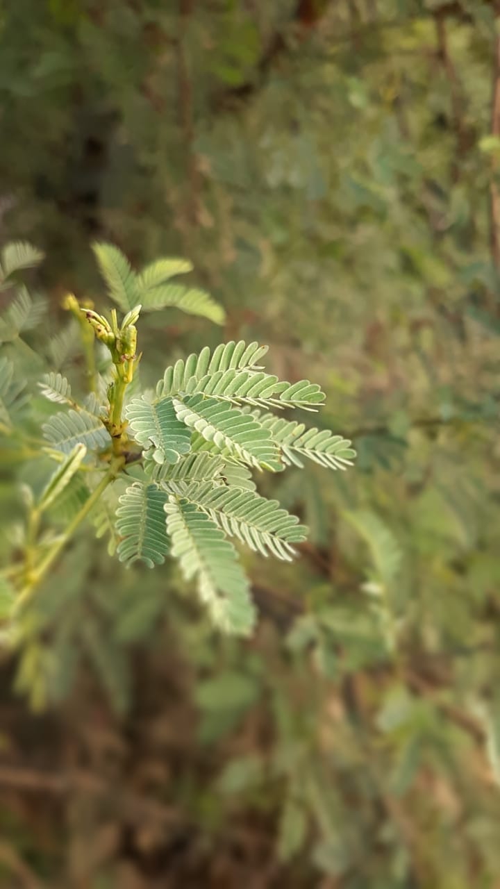 green lust