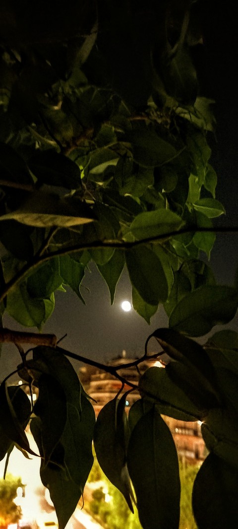 tree, FullMoon háttérképek