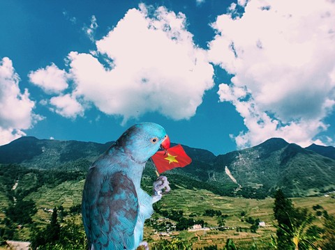 Sapa