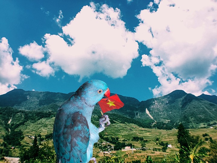 Sapa