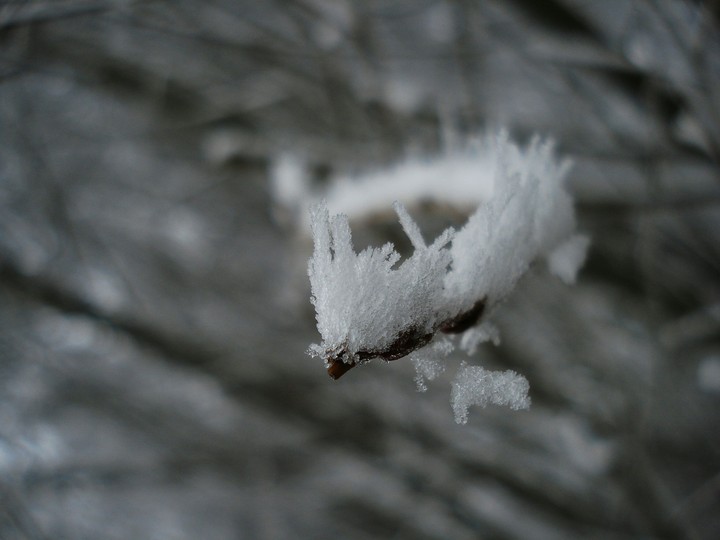 Snowy Branch