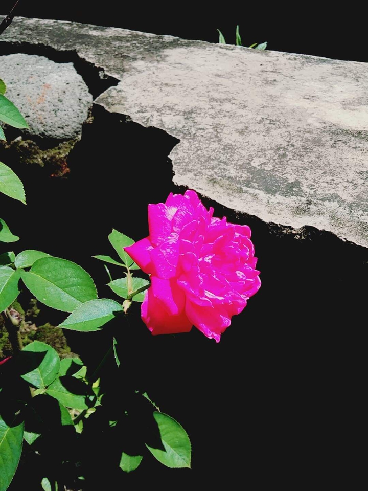 rose